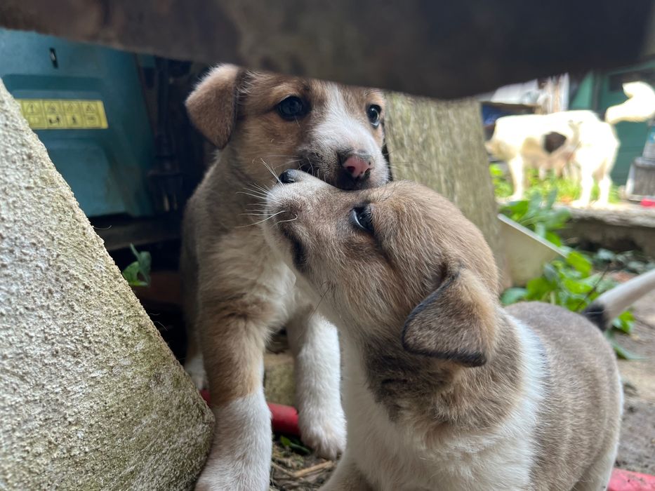 Pui de cățeluș, aproximativ 9 săptămâni