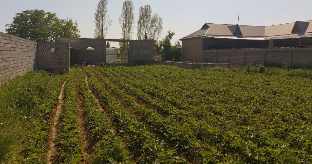 Янгийул туманида 12 сотох ер участка сотилади