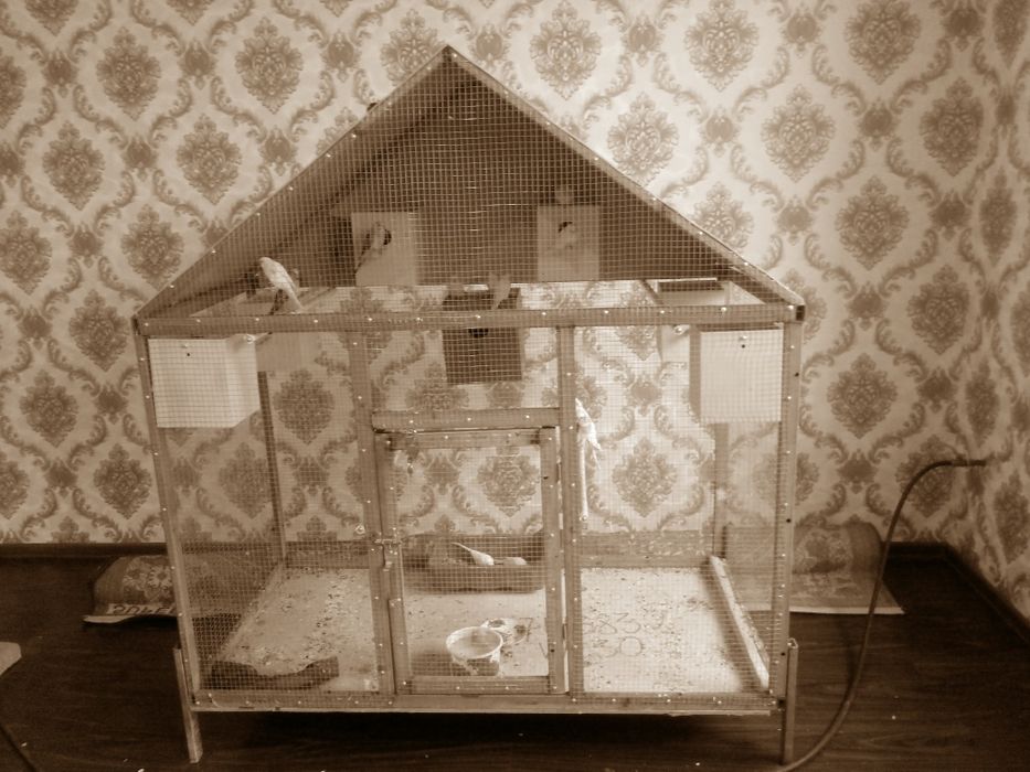 Папугайлар сотилади