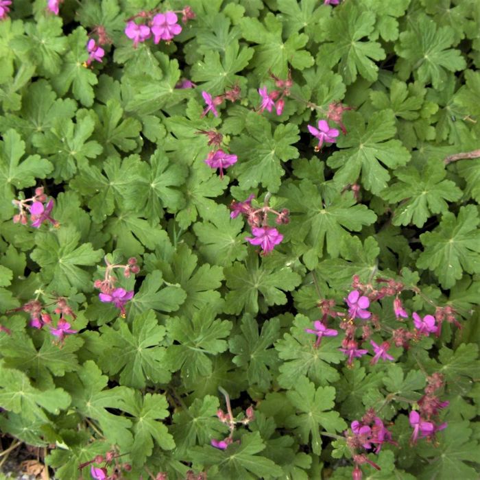 Здравец в контейнер