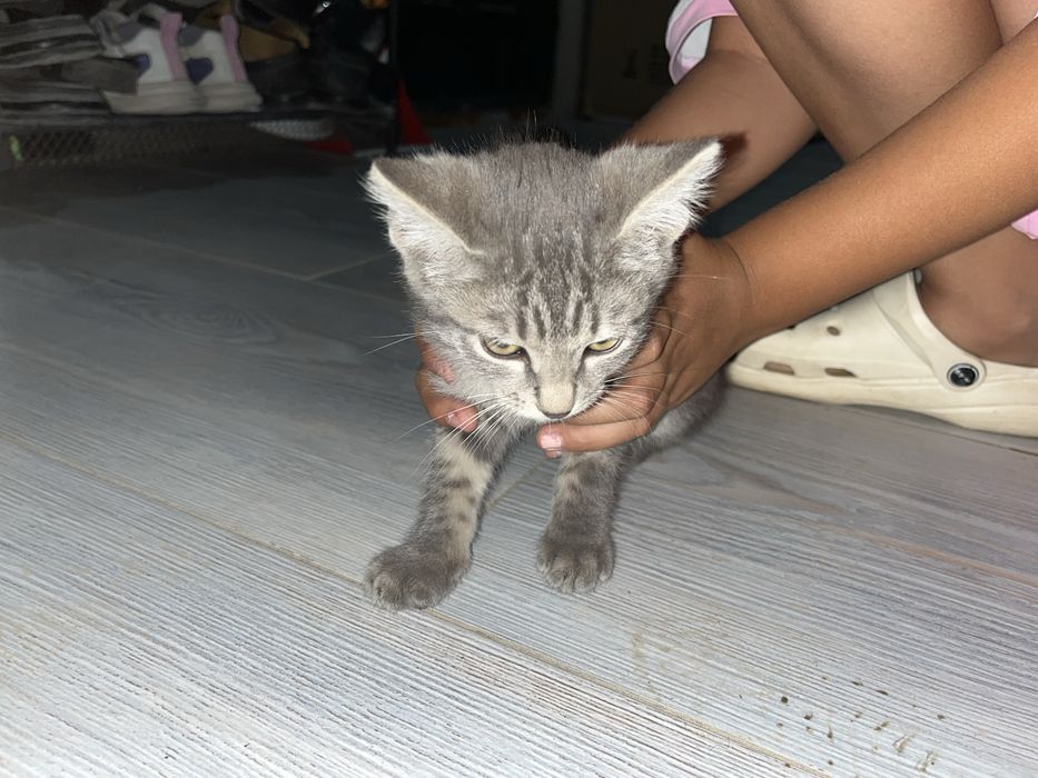 Раздаю котят в добрые руки
