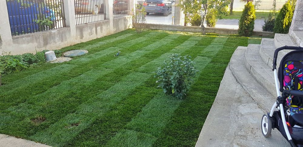 Fericirea la mp gazon tuia plante ptr gradina