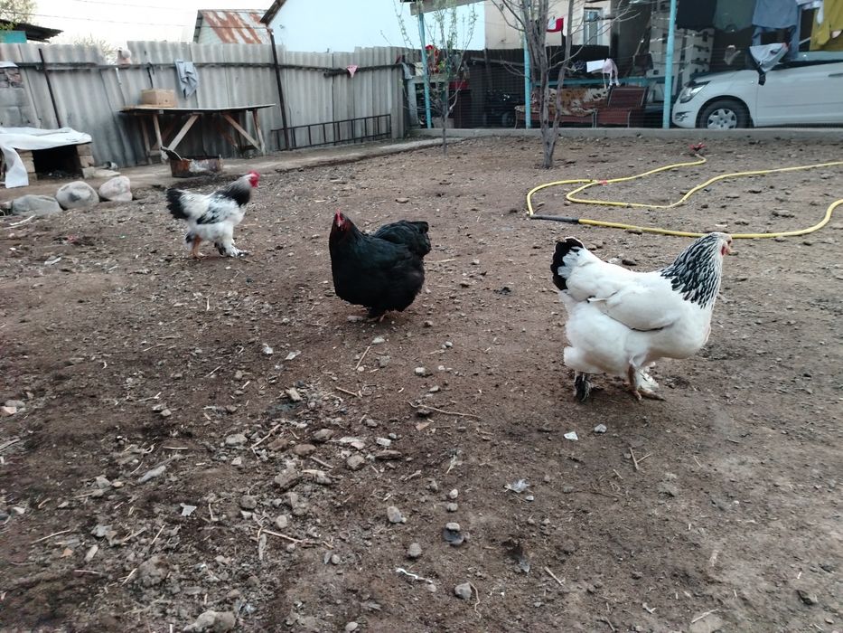 Тауық бырам сатылады