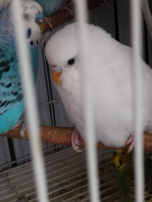 Попугаи домашнего разведения