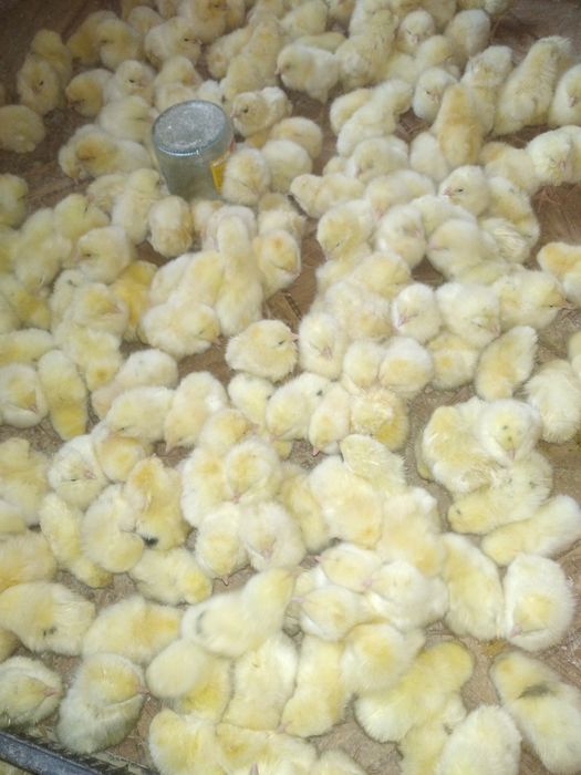 Тендир бройлер жужалари