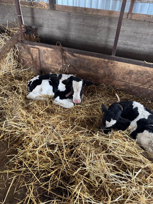 Vand  2 taurasi de 10 zile