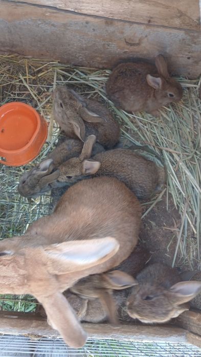 Продаются Кролики