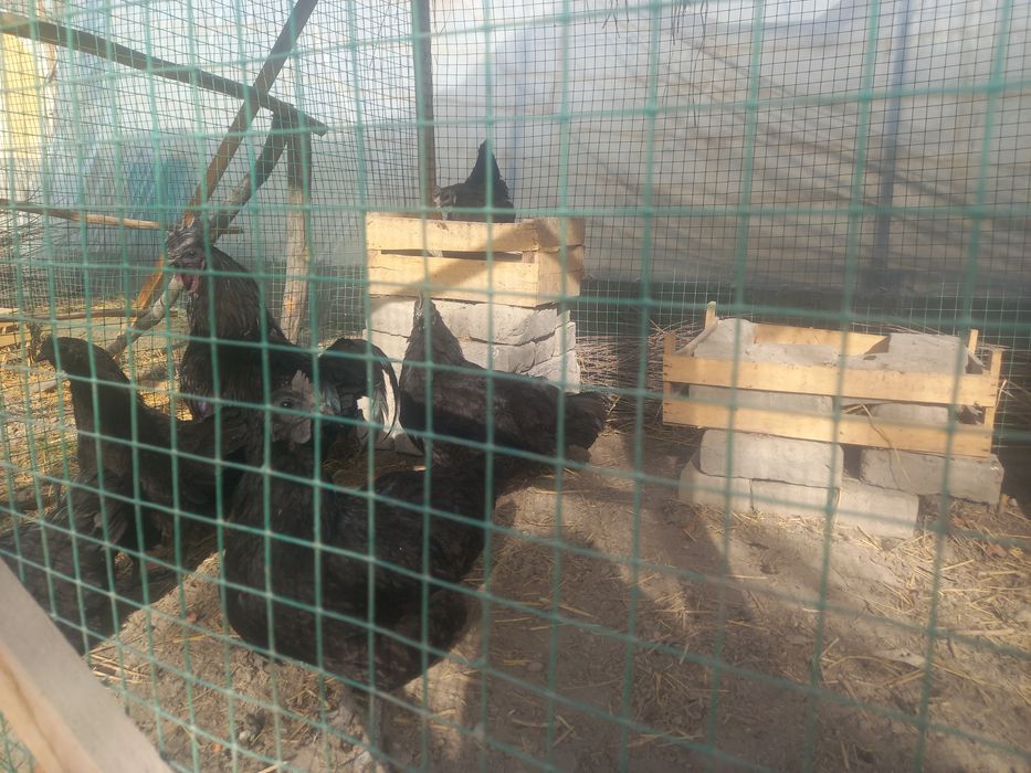 Uxoyl tovuqlari tuxumlari