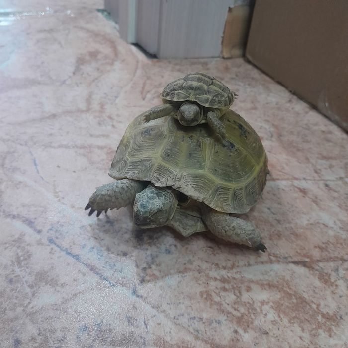 Продам черепах..