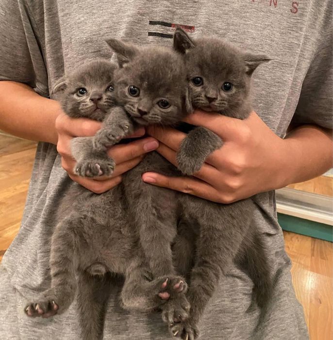 Вязка котов Астана