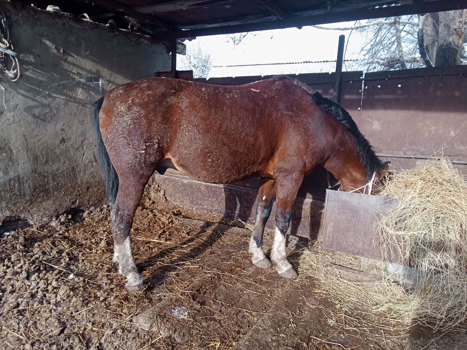 Айгыр сатылады семиз