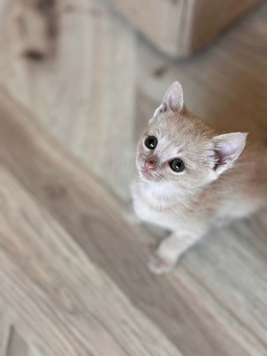 Коте Санди търси дом