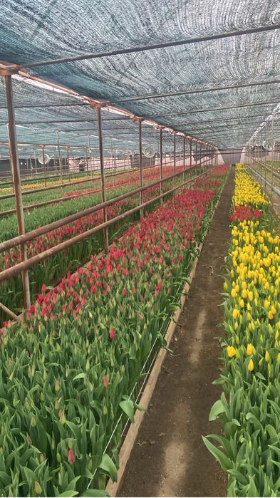 Тюльпаны оптом оптом оптом