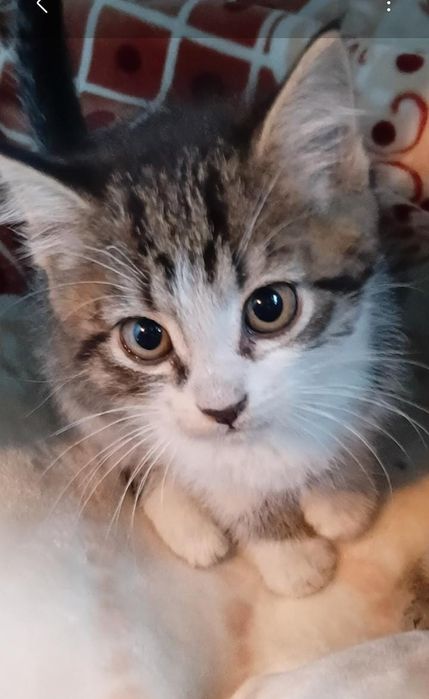 Котята мальчики и девочки