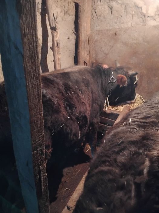 Продам бычка 1.2 года