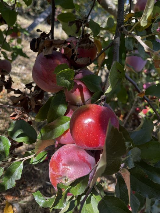 Mere bio dulci, nestropite, proaspăt culese