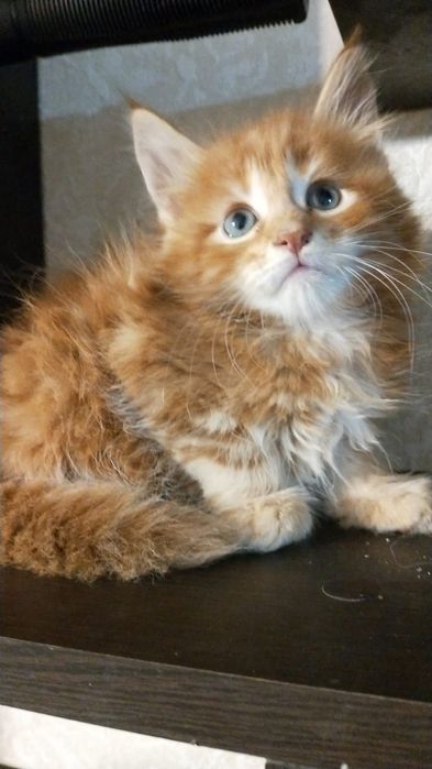 Мейн Кун Полидакт и Классик