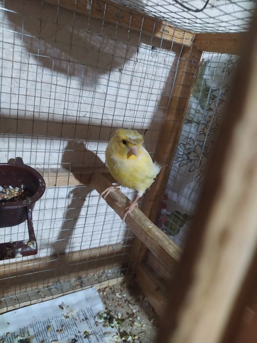 Kanareyka nar va tayyor moddalar