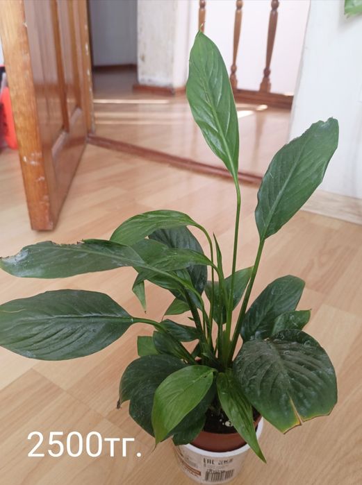 Продам Спатифиллум.