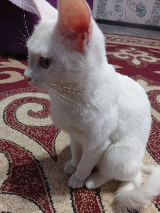 Ласковая и тактильная кошка