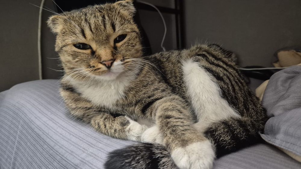 Отдаём кота в хорошие руки