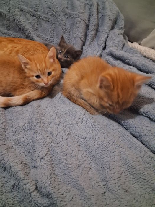 Отдам котят в добрые руки