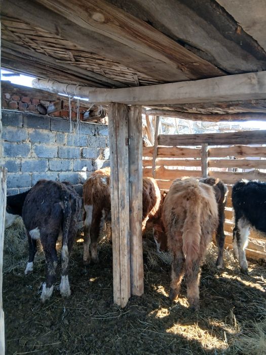 Продам коров, много