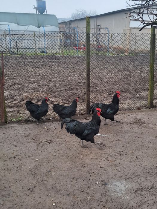 Ouă de incubat, Araucana argintiu, Marans negru arămiu si Australorp