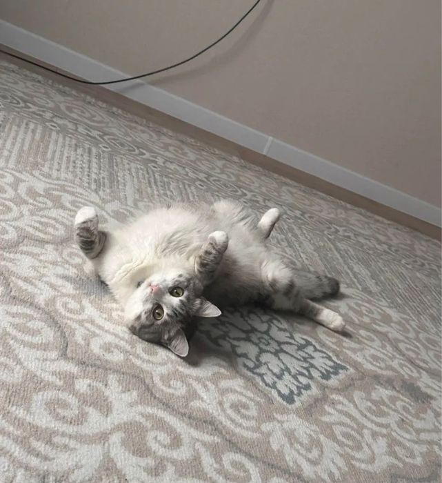 Отдам кота в хорошие руки
