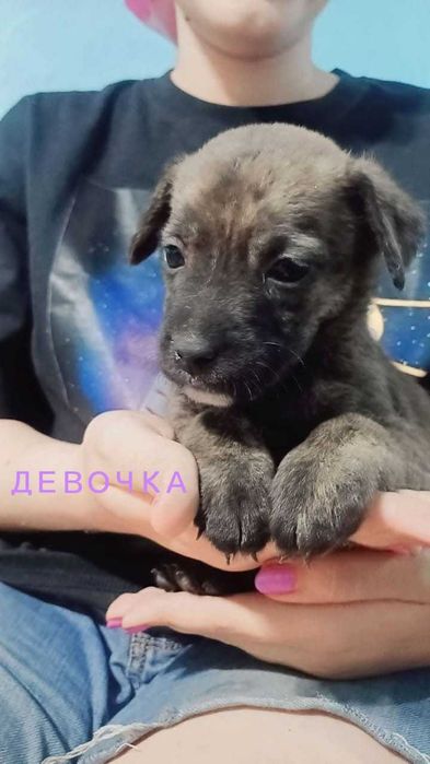 Щенки 1 месяц- мальчики и девочки