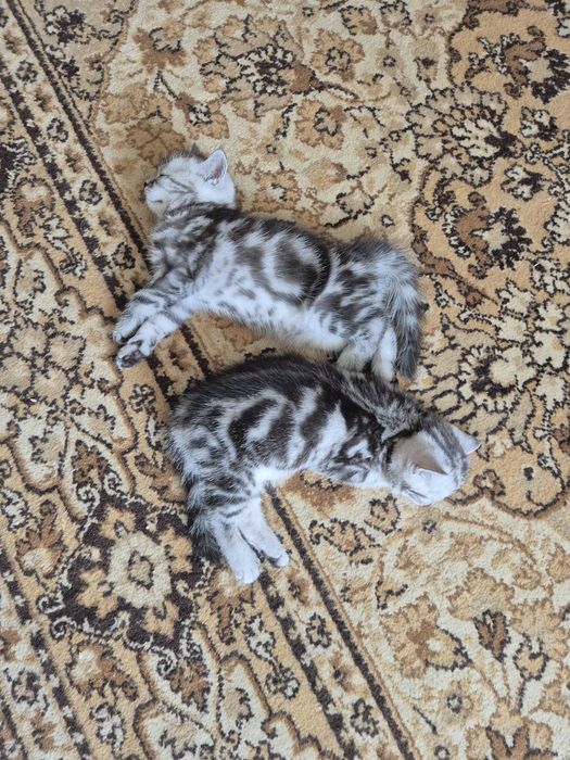 Продам котят ,ласковые умные в маму