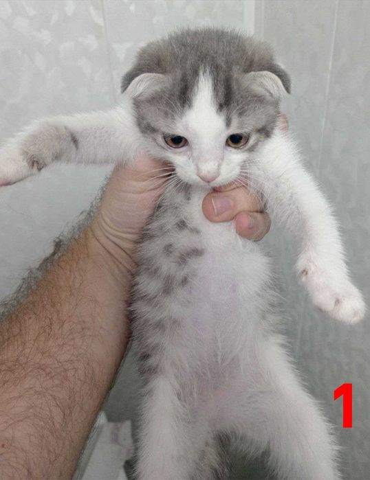 Шотландские вислоухие котята (мальчик и девочка) — 1 месяц