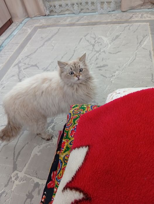 Породистая кошка.