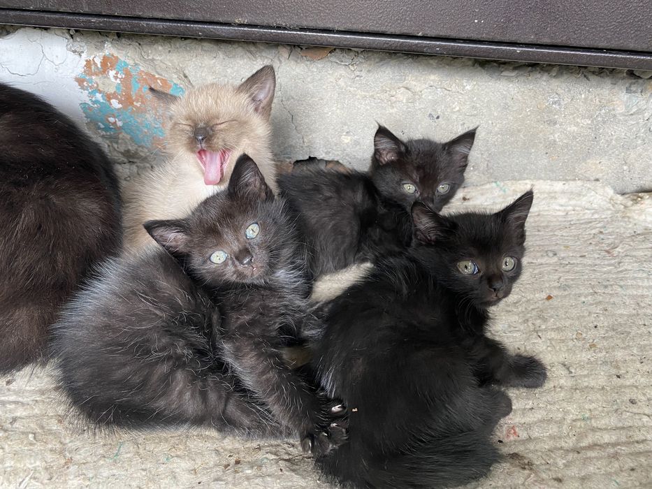 Отдадим котят в добрые руки!