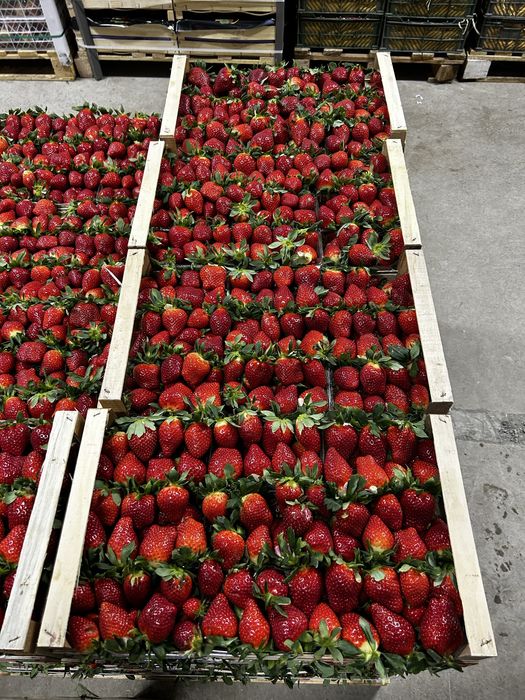 Клубника 25.000 тг