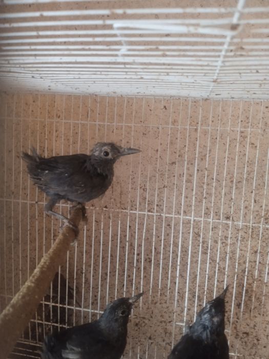 Ручные самки чёрного дрозда