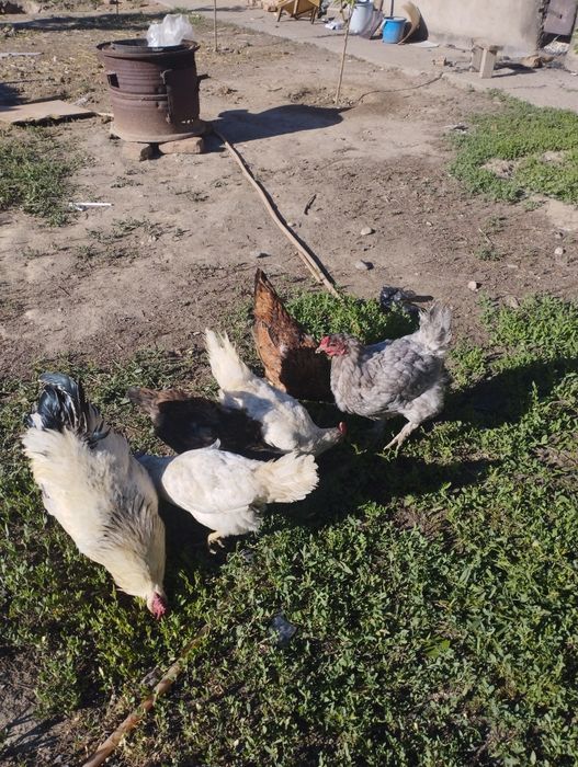Куры продам нисушки