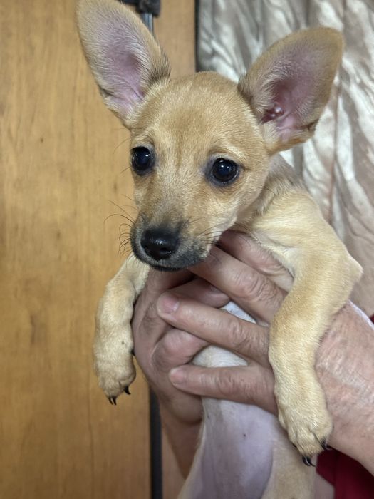 Продам той терьера девочку