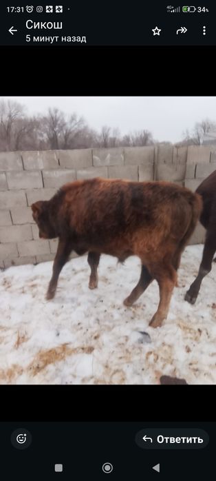 Продам бычка 8,9 месяцев