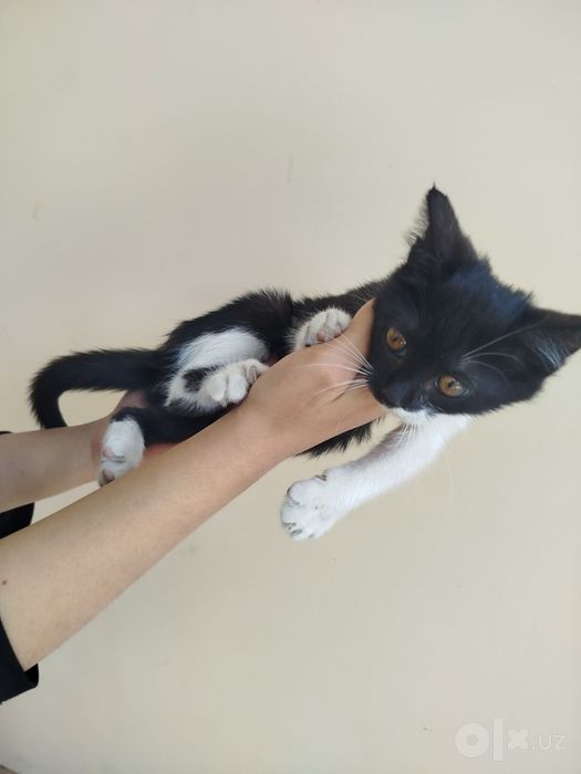 Кошки, uy mushugi