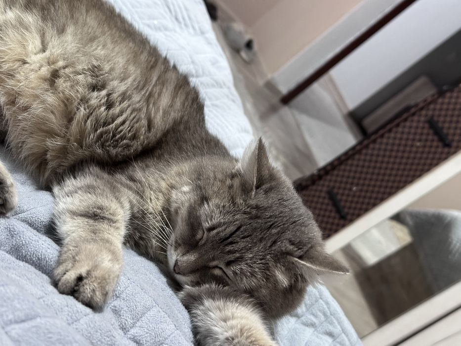 Отдам кошку в добрые руки