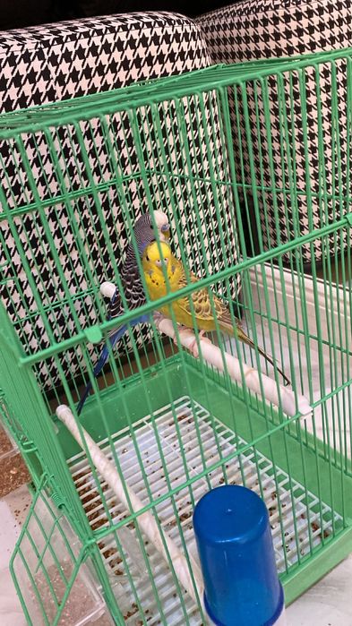 Красивые молодые попугайчики