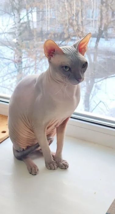 Вяска сфинкс  кота