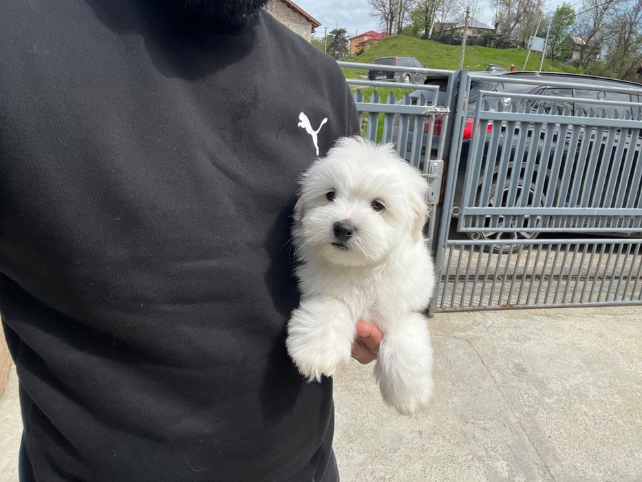 Vand bichon maltez