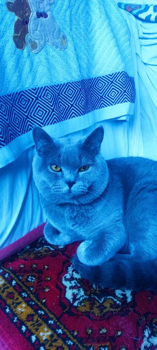 Кот скотиш страид для вяску. Mushuk qöshish uchun skotish straid.