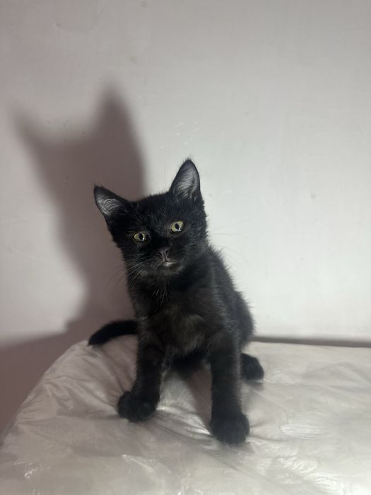 Отдам котят в добрый руки!!!