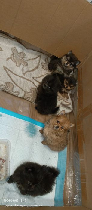 Продам прекрасных щенков шпиц