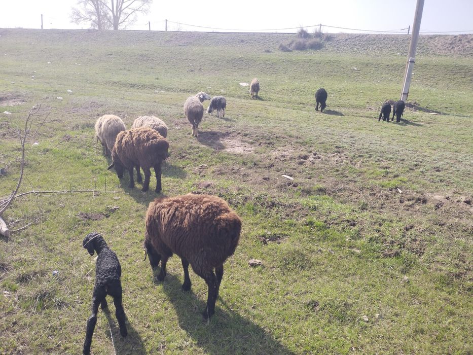 Поселок аршалы  ,