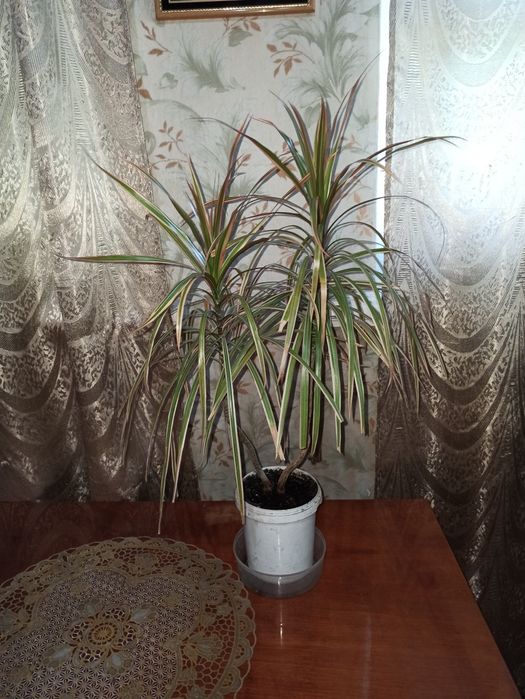 Драцена триколор!