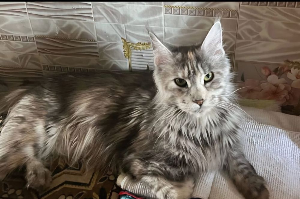 Котята Мэйн-кун шикарные!!!